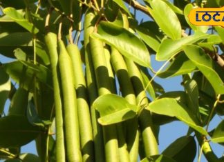 सिर्फ फल या फूल नहीं, ये अमलतास है बीमारियों का इलाज, थायराइड और मुंह के छाले भी होंगे दूर – Uttar Pradesh News