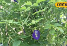 इस फूल का नाम सुन फेंक दोगे पौधा, मगर फायदे जानकर घर-ऑफिस, हर जगह चाहोगे लगाना