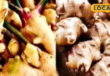 सेहत की चाभी है रसोई की ये टेढ़ी-मेढ़ी सब्जी, जानें सेवन का सही तरीका