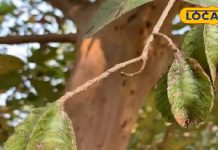 हार्ट प्राब्लम के लिए रामबाण है ये छत्तीसगढ़ी दुर्लभ पत्ता, बस ऐसे करें उपयोग