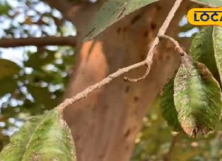 हार्ट प्राब्लम के लिए रामबाण है ये छत्तीसगढ़ी दुर्लभ पत्ता, बस ऐसे करें उपयोग