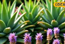 Astro Tips: क्या तुलसी और एलोवेरा को साथ लगाना है शुभ या अशुभ? जानिए वास्तु शास्त्र की राय