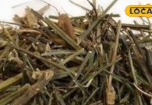 चिरायता के फायदे लिवर और पित्त रोगों में असरदार आयुर्वेदिक औषधि.