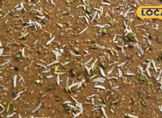 Gulab Kalakand Recipe: स्वाद में मस्त और सेहत में जबरदस्त… बेहद खास किस्म के गुलाबों से तैयार होती है यह मिठाई!