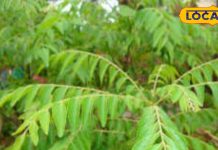 करी पत्ता: गुमला में सेवन के फायदे और औषधीय उपयोग