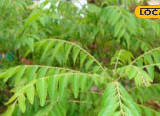 करी पत्ता: गुमला में सेवन के फायदे और औषधीय उपयोग