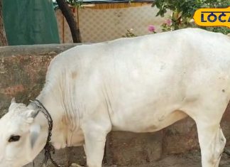 मानसून में बढ़ा खतरा… जानवरों से इंसानों में फैल रहीं जानलेवा बीमारियां! जानें बचाव के तरीके