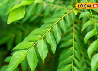 सुबह उठते ही बासी मुंह खा लो ये पत्ता, शरीर में होगा ऐसा कमाल कि यकीन नहीं कर पाओगे – Bharat.one हिंदी