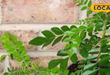 Gardening Tips: किचन गार्डन का सुपरस्टार… इस आसान तरीके से उगाइए करी पत्ता, हर डिश बनेगी लाजवाब