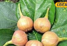 थोड़ा सा खा लीजिए ये फल, तुरंत मिल जाएगी एनर्जी और पेट भी रहेगा दुरुस्त, जानें इसके अद्भुत फायदे – Uttarakhand News