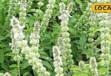 वन तुलसी के औषधीय गुण पलामू में सर्दी खांसी और पाचन के लिए फायदेमंद.