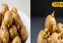 सावधान! कहीं आप भी तो नहीं खाते हैं अंकुरित आलू, देर होने से पहले जानिए सच्चाई