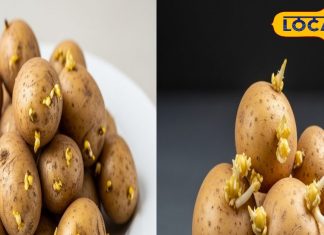 सावधान! कहीं आप भी तो नहीं खाते हैं अंकुरित आलू, देर होने से पहले जानिए सच्चाई