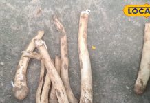 Garjua Vegetable: जंगल की यह सफेद चीज खाकर भूल जाएंगे चिकन मटन! सिर्फ इस महीने में चख सकते हैं स्वाद