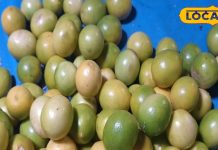 कौड़ियों में मिलने वाला ये छोटा सा फल करोड़ों में एक, भूख भी बढ़ाएगा, वजन भी घटाएगा, बीमार होने नहीं देगा – Uttarakhand News