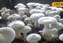 सेहत के लिए वरदान से कम नहीं है मशरूम की ये वैरायटी, वजन घटाने से लेकर डायबिटीज के लिए है रामबाण उपाय – Rajasthan News