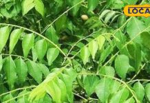 इस चमत्कारी पत्ती का करें रोज सेवन, सेहत बनेगी जबरदस्त और लुक्स होंगे हैंडसम