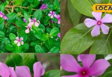 सेहत और खुशी का राज़… सदाबहार पौधे से सीखें जीवन जीने के ये आसान टिप्स, जानें इसके फायदे – Uttar Pradesh News