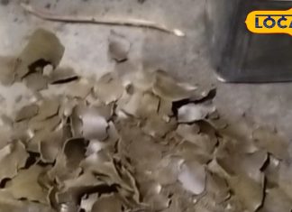 सेहत, इम्यूनिटी और खेतों की फसल… सब कुछ सुधार सकता है यह साधारण उपाय, जानें कैसे?