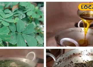 सिर्फ खेतों में नहीं, अब थालियों में भी राज कर रही है ये जंगली भाजी, स्वाद के साथ सेहत का भी खजाना