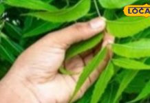 Health Tips: ये हरा पत्ता है कि रामबाण… सैकड़ों बीमारियों को भगाता है दूर, फायदे जानकर कहेंगे वाह! – Jharkhand News