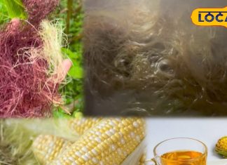 Health Tips: भुट्टे के रेशे को न समझें बेकार, इसमें छिपा है सेहत का खजाना, सेवन के मिलेंगे गजब के फायदे