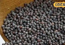 देखने में छोटा सा बीज..मगर कई समस्याओं का है बाप, स्किन, बालों, जोड़, ब्लड प्रेशर, सिरदर्द के लिए कमाल, जानें बड़े फायदे – Uttar Pradesh News