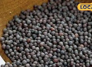 देखने में छोटा सा बीज..मगर कई समस्याओं का है बाप, स्किन, बालों, जोड़, ब्लड प्रेशर, सिरदर्द के लिए कमाल, जानें बड़े फायदे – Uttar Pradesh News