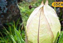 यह फूल… कैंसर से लेकर देवताओं तक है जुड़ा, पहाड़ की ऊंचाई पर खिलता और ब्रह्मा जी को प्रिय, जानें खासियत – Uttarakhand News