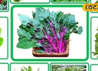 Monsoon Health Tips: मानसून में खा ली ये हरी सब्जी तो…सिर पर मंडराएगा काल, डॉक्टर भी नहीं बचा पाएगा जान!