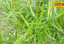 महिलाओं के लिए वरदान है झाड़ी जैसा दिखने वाला ये पौधा, इन रोगों से मिलेगा छुटकारा, फायदे जान हो जाएंगे हैरान