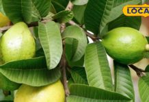 PHOTOS: सुबह खाली पेट चबा लें अमरूद के पत्ते, शरीर में खुद महसूस करेंगे कमाल का बदलाव