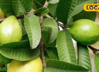 PHOTOS: सुबह खाली पेट चबा लें अमरूद के पत्ते, शरीर में खुद महसूस करेंगे कमाल का बदलाव