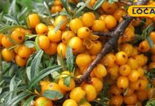 सी बकथॉर्न: हिमाचल का औषधीय पौधा, डायबिटीज में लाभकारी