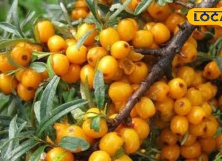 सी बकथॉर्न: हिमाचल का औषधीय पौधा, डायबिटीज में लाभकारी