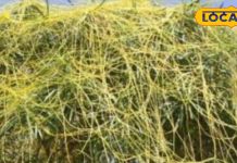 पूरे ठाठ बाट से पेड़ों पर फैलती हैं इसकी लताएं, जब न डॉक्टर थे, न अस्पताल…तब से सुख-दु:ख का साथी – Uttar Pradesh News