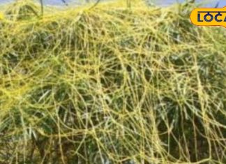 पूरे ठाठ बाट से पेड़ों पर फैलती हैं इसकी लताएं, जब न डॉक्टर थे, न अस्पताल…तब से सुख-दु:ख का साथी – Uttar Pradesh News