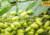 Health Tips: निंबोली – नीम का छोटा फल जो त्वचा, बाल और शुगर सहित स्वास्थ्य को बनाए मजबूत और संतुलित