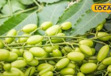Health Tips: निंबोली – नीम का छोटा फल जो त्वचा, बाल और शुगर सहित स्वास्थ्य को बनाए मजबूत और संतुलित