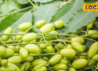 Health Tips: निंबोली – नीम का छोटा फल जो त्वचा, बाल और शुगर सहित स्वास्थ्य को बनाए मजबूत और संतुलित