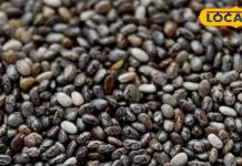 कैंसर और डायबिटीज से बचाएंगे छोटे-छोटे चिया सीड्स, लोग नहीं जानते सेवन का सही तरीका