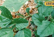 ये भाजी खाते ही सर्दी-जुकाम छूमंतर, स्वाद में बेमिसाल, बरसात में खुद उग आती है