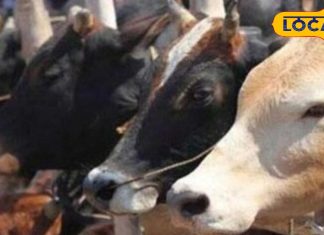 Animal Cure: बरसात में बढ़ा खतरा! खूरपका-मुंहपका रोग से ऐसे बचाएं अपने पशु