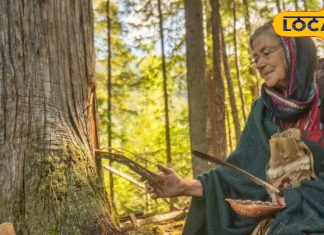 इस पेड़ को कहते है ‘वुड ऑफ द गॉड’, कई बीमारियों का है बाप, जानें फायदे और उपयोग – Uttarakhand News