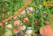 जोड़ों का दर्द हो या बुरी नजर, यह पौधा है सबका समाधान, इसकी पत्तियों में छिपा है सेहत, शांति और समृद्धि का राज