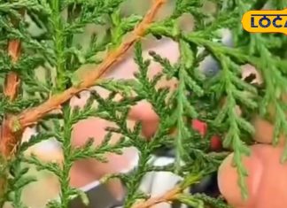 जोड़ों का दर्द हो या बुरी नजर, यह पौधा है सबका समाधान, इसकी पत्तियों में छिपा है सेहत, शांति और समृद्धि का राज