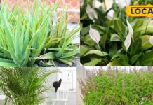 Oxygen Plants for Home Balcony