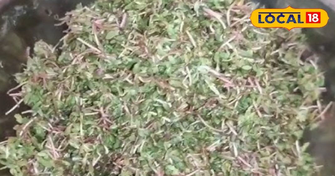 नोनी के साग के बिना पूरा नहीं होता जितिया व्रत, स्वाद-सेहत का एटम बम, चने की दाल संग मारे छौंक, रेसिपी में है दम! – Bihar News