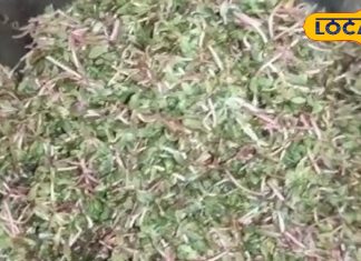 नोनी के साग के बिना पूरा नहीं होता जितिया व्रत, स्वाद-सेहत का एटम बम, चने की दाल संग मारे छौंक, रेसिपी में है दम! – Bihar News