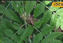 Health Tips: रोजाना चबा लीजिए सिर्फ 4-5 ये हरी पत्तियां, एक छोटी सी आदत बदल सकती है आपकी सेहत! जानें कैसे?